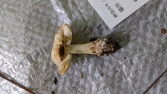 Amanita sychnopyramis