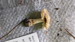 Amanita sychnopyramis