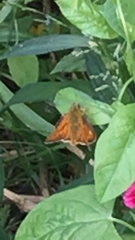 Ochlodes sylvanus