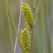 Carex rostrata - Photo (c) Samuel Brinker, μερικά δικαιώματα διατηρούνται (CC BY-NC), uploaded by Samuel Brinker