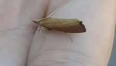 Pediasia luteella
