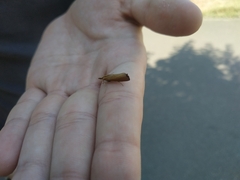 Pediasia luteella
