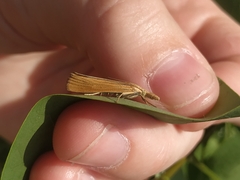 Pediasia luteella