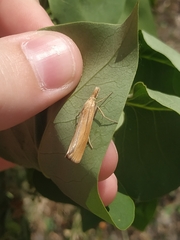 Pediasia luteella
