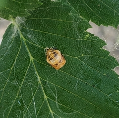 Harmonia axyridis
