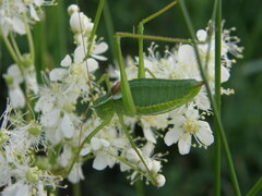 Isophya altaica