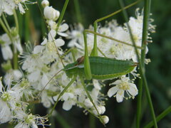 Isophya altaica