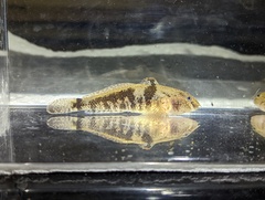 Proterorhinus semilunaris