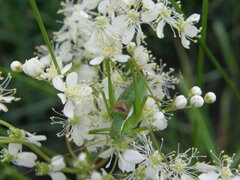 Isophya altaica