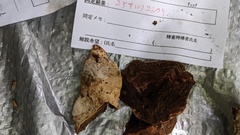 Truncospora tephropora