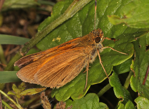 Aaron's Skipper photo 3