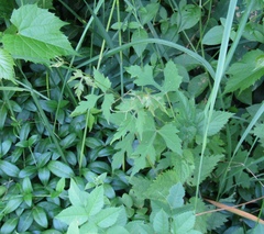 Ampelopsis japonica