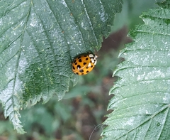 Harmonia axyridis