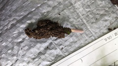 クモタケ