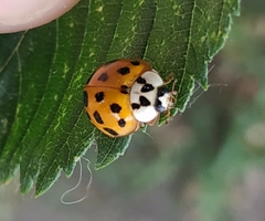 Harmonia axyridis