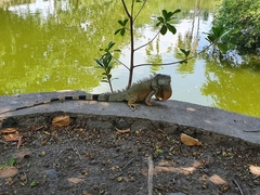 Iguana iguana