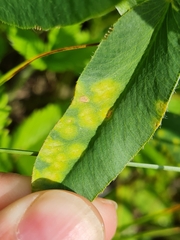 Uromyces minor