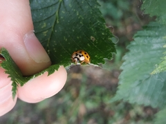 Harmonia axyridis