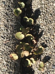 Hydrocotyle moschata