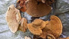 Coriolopsis glabrorigens