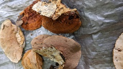 Coriolopsis glabrorigens