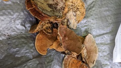 Coriolopsis glabrorigens