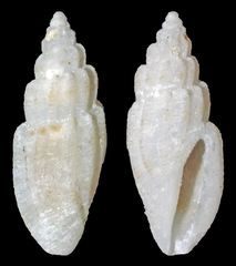 Eucithara
