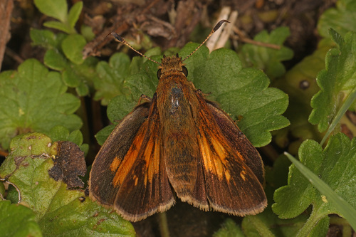 Aaron's Skipper photo 4