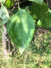 Malus