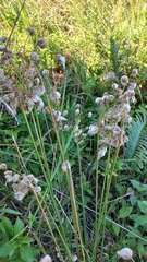 Androtrichum trigynum