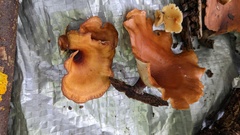 Neodictyopus dictyopus