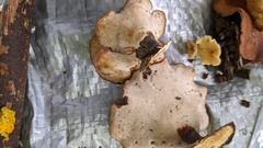 Neodictyopus dictyopus