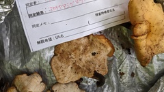 Neodictyopus dictyopus