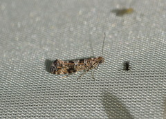 Digitivalva granitella