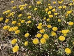 Helichrysum setosum