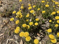 Helichrysum setosum