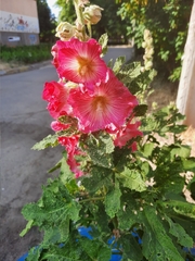 Alcea rosea