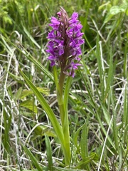 Dactylorhiza incarnata incarnata
