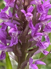 Dactylorhiza incarnata incarnata