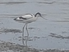 Recurvirostra avosetta