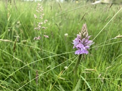 Anacamptis pyramidalis