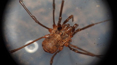 Dasylobus graniferus