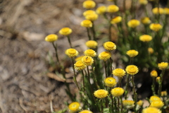 Helichrysum setosum