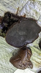 Trichaleurina tenuispora
