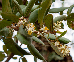Styrax ferrugineus