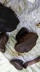 Trichaleurina tenuispora