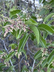 Rhus ovata