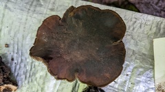 Trichaleurina tenuispora