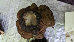 Trichaleurina tenuispora