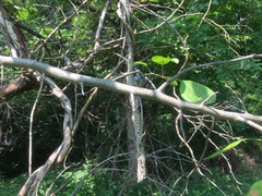 Malus